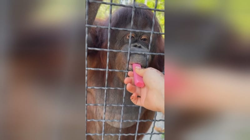 Ruská zápasnice nechala orangutana v zoo kouřit elektronickou cigaretu. Video pobouřilo sítě