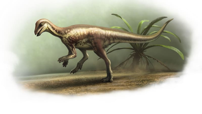 Vědci objevili nového dinosaura. „Tajemný běžec“ dokázal bleskurychle zmizet predátorům