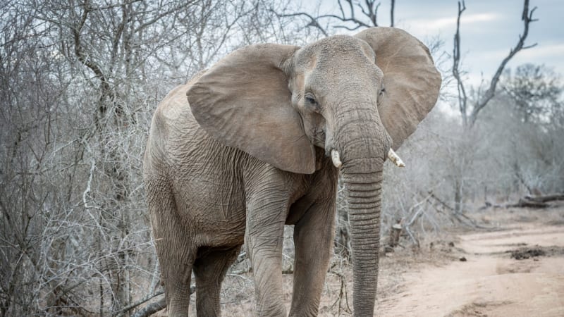 Slonice ušlapala v Zambii dvě turistky. Zvíře nejspíš bránilo své mládě