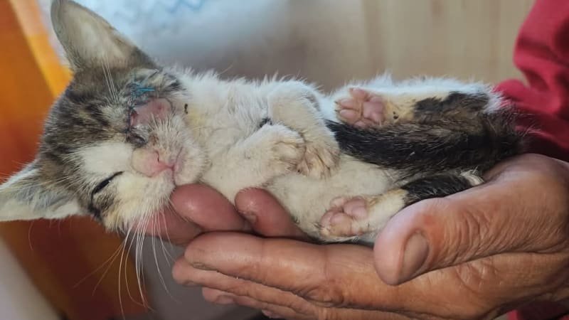 Lidé je opustili či týrali: Sára s Ivetou kočkám dávají druhou šanci a prosí o pomoc