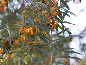 Oranžový zázrak, který skvěle chutná po přemrznutí a posiluje imunitu