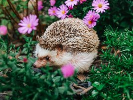 Umí AI najít ježka z vesmíru? Odpověď vás možná překvapí