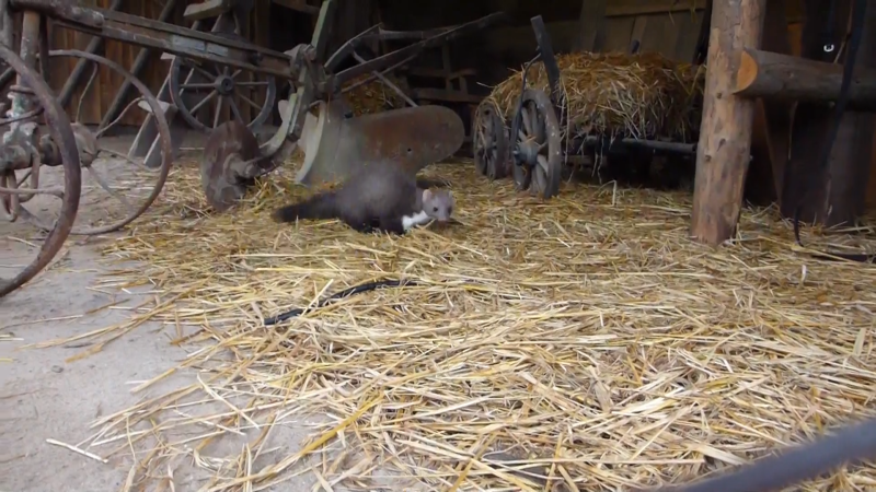 Majitele domů trápí kuny a potkani. Budovu mohou poškodit. Jak se nezvaných hostů zbavit?