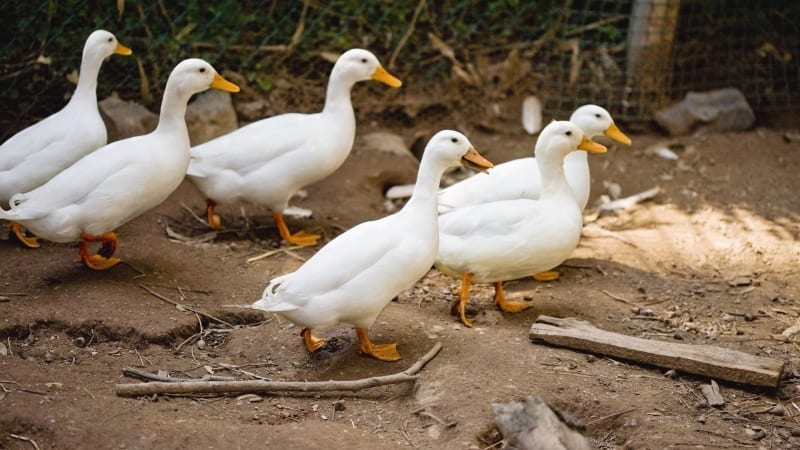 Nové ohnisko ptačí chřipky: Nákaza zasáhla chov v Nouzově, v ohrožení jsou tisíce kachen