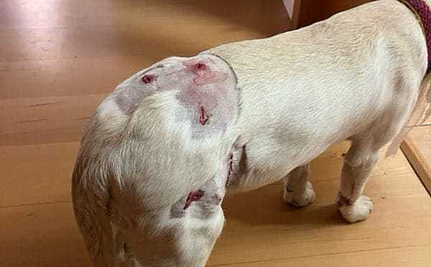 Trojice psů zaútočila na štěně retrívra, pokousala i jeho majitelku