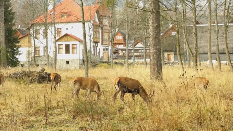 Jelen napadl v Tatrách turistku: Chtěla ho nakrmit, video se stalo hitem sociálních sítí