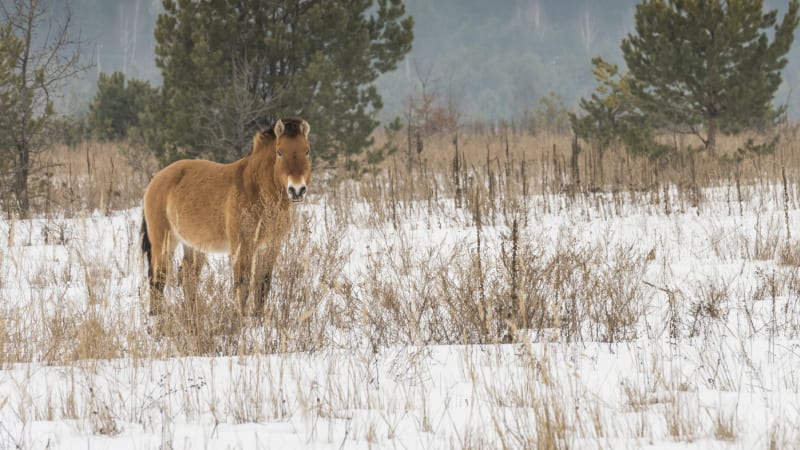 Překvapení v Černobylu: V zakázané zóně spatřili vzácného koně Převalského