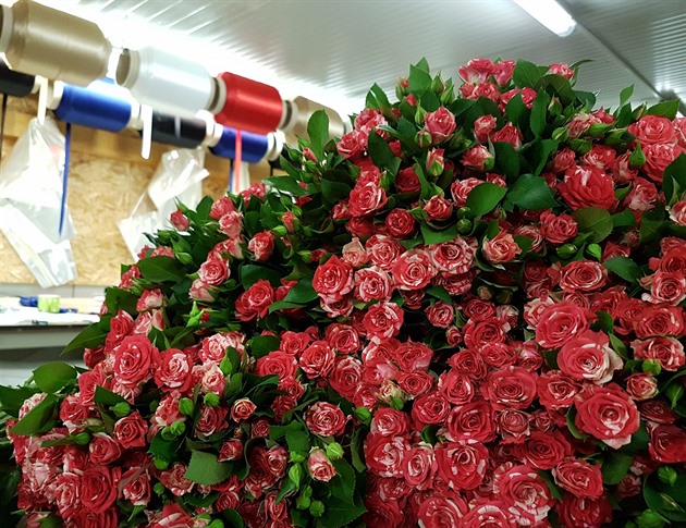 Růže na Valentýna zdraží o vyšší desítky procent, budou z dovozu