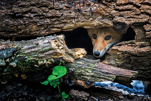 Zápas o budoucnost lišek i psů. Sněmovna chce zakázat norování, experti protestují