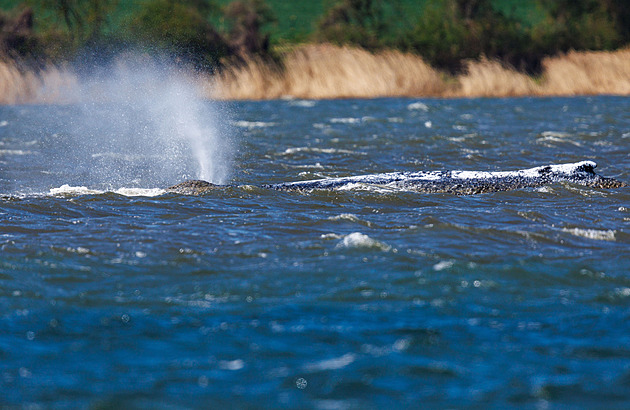 Velryba Timmy se osvobodila, pak ale opět zůstala ležet. Více napoví další hodiny