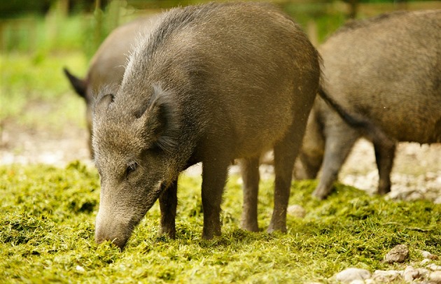 Divočák zaútočil na ženu venčící psy, s poraněnou nohou skončila v nemocnici