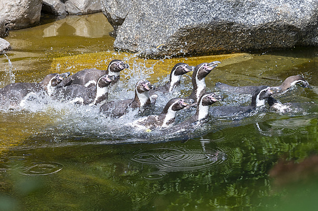 Tučňáci ve zlínské zoo mají novou expozici s větším výběhem i bazénem