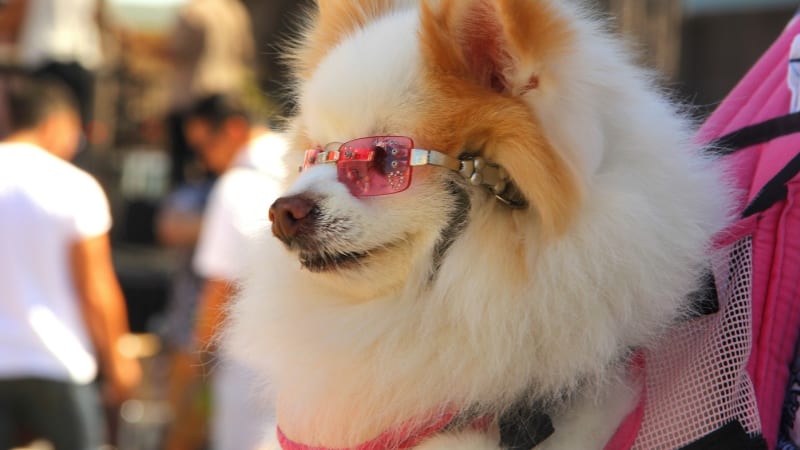 Sluneční brýle pro psy nejsou pro parádu. Veterináři radí, kdy po nich sáhnout