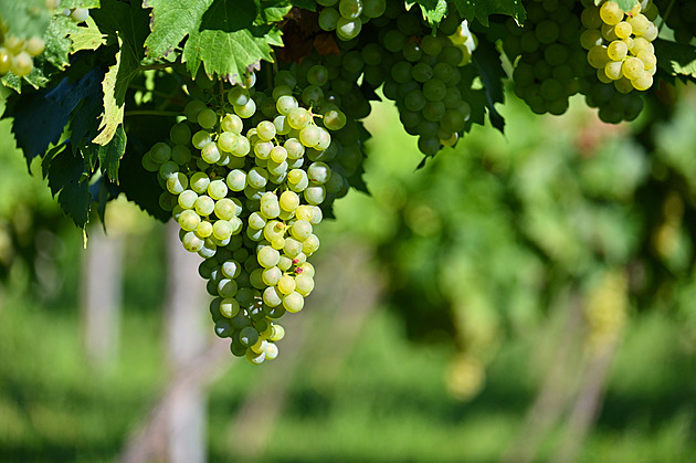 Pálava není jednička. Vinicím v ČR vládne odrůda s více než 1 300 hektary