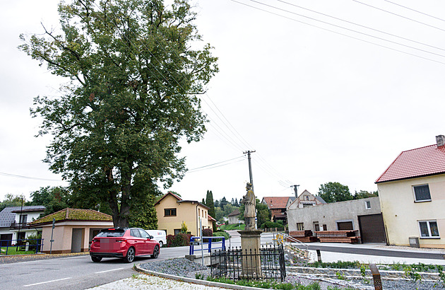 Kvůli lípě na návsi nebudou v obci volby. Lidé se hádají, nikdo nechce kandidovat