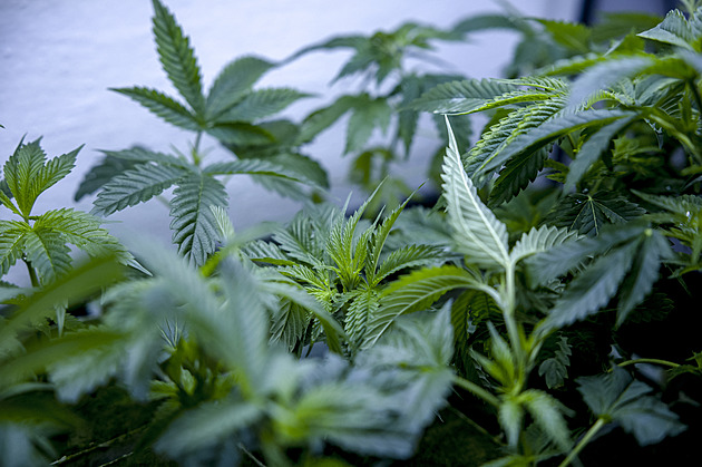 Konopí z domácích zahrad i pěstíren. Černý trh v kraji navzdory legalizaci žije